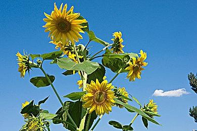 《博德之门3》6号补丁即将到来 高达60GB