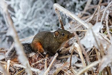 开启全新冒险《圣剑传说Visions of Mana》正式发售